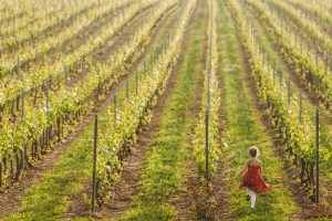 Con cantine e vigne off-limits, l’enoturismo si fa da casa: ecco #CantineAperteInsieme