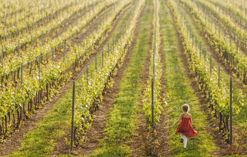 Con cantine e vigne off-limits, l’enoturismo si fa da casa: ecco #CantineAperteInsieme