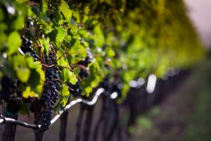 E. & J. Gallo number one in turnover, and Chinese Yantai Changyu’s Pioneer Wine the largest vineyard E. & J. Gallo number one in turnover, and Chinese Yantai Changyu’s Pioneer Wine the largest vineyard
