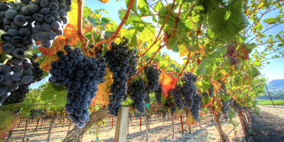 La filiera del vino vale 13 miliardi di euro per le cantine italiane, secondo Confagricoltura