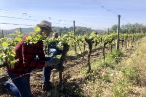 In 4 cantine su 10 allarme liquidità che mette a rischio il futuro del vino italiano In 4 cantine su 10 allarme liquidità che mette a rischio il futuro del vino italiano