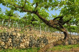 Valpolicella, il nubrifragio lascia sul campo 6 milioni di euro di uva e 20 di valore in bottiglia