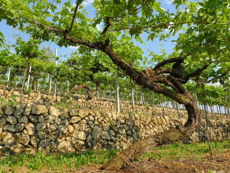 Le vigne sulle marogne, i muretti a secco che disegnano il paesaggio vitato della Valpolicella