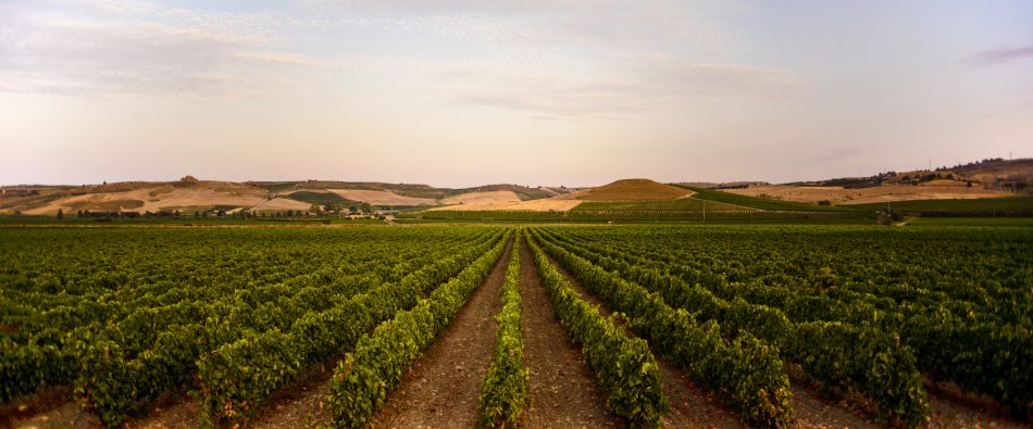 Vigneti a Menfi, in Sicilia