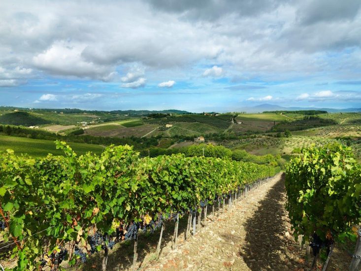 I vigneti di Poggio Casciano di Ruffino