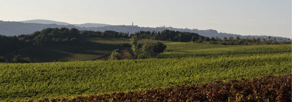 I vigneti visti da Le Tre Vaselle di Lungarotti, in Umbria