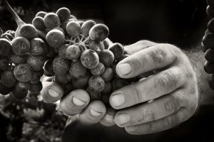 From bureaucracy to communication, all the “Slow Wine Coalition” watchwords