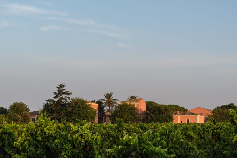 Vigneti a Vittoria, in Sicilia