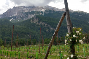 Bisol: dal vigneto pi&ugrave; basso, Venissa, a quello pi&ugrave; alto d&rsquo;Europa, Vigna Major a Cortina