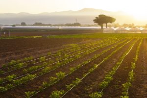 “Resto in Campo”, la app del Ministero del Lavoro per trovare occupazione in agricoltura