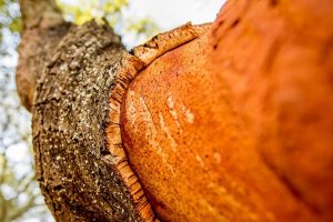 L&rsquo;armonia tra uomo e natura, importante come non mai, nella metafora della decortica del sughero