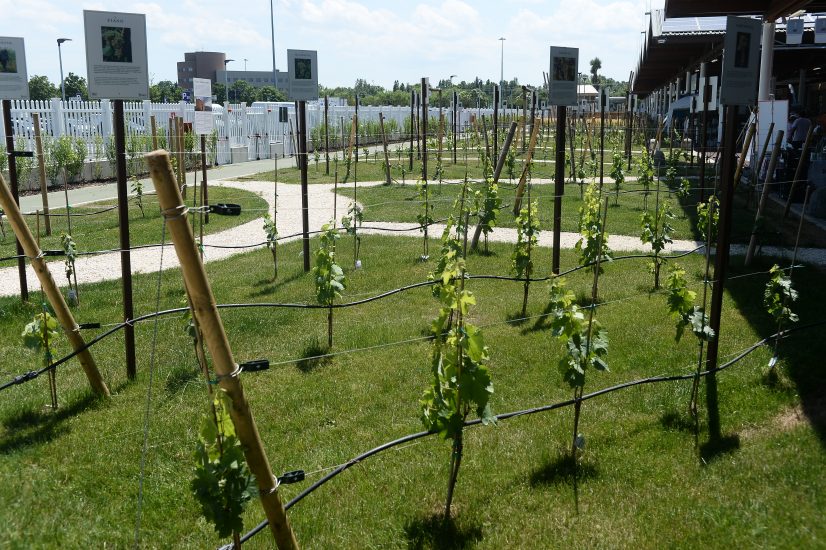Il vigneto dei vitigni autoctoni italiani di Fico Eataly World