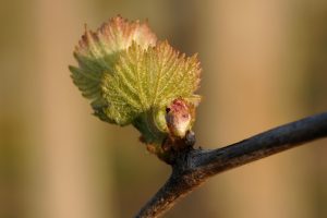 Quattro nuove varietà di vite iscritte nel Registro nazionale e pronte per essere coltivate