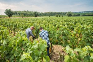 Covid e Fase 2, da oggi frontiere aperte anche a 150.000 lavoratori stranieri