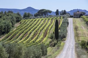 Equalitas: la sostenibilità della filiera del vino passa per le migliori pratiche del lavoro