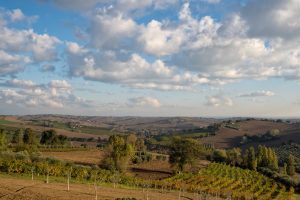 Un vitigno due denominazioni