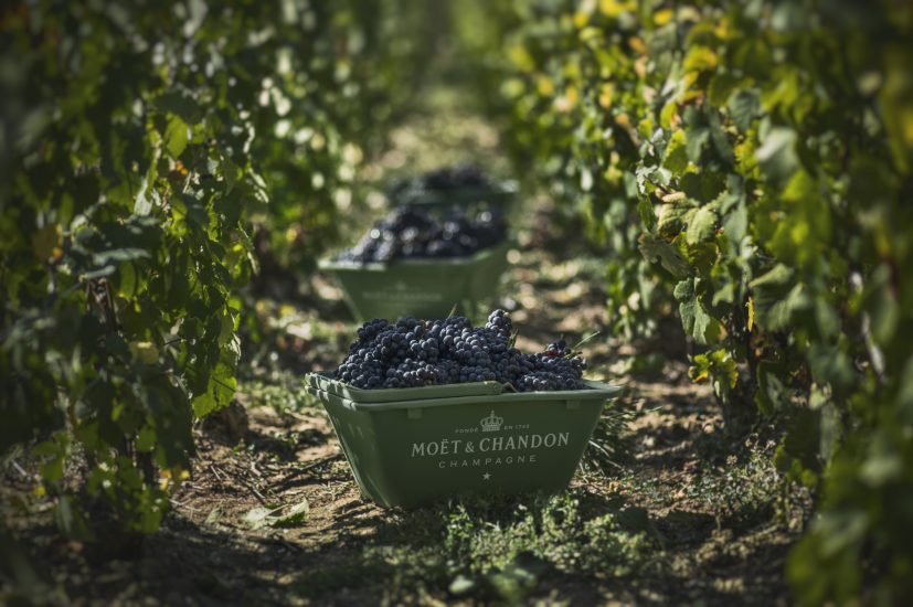 I vigneti di Moët & Chandon