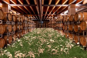 A field of flowers in a winery and a vineyard at the Arena in Verona: Timo Helgert for Pasqua Winery
