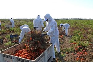 La riapertura dei confini dà ossigeno alle campagne: a Pescara atterranno 124 lavoratori dal Marocco La riapertura dei confini dà ossigeno alle campagne: a Pescara atterranno 124 lavoratori dal Marocco
