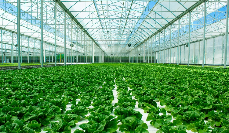 I media internazionali alla scoperta delle eccellenze agribusiness di Toscana (credits Francesco Rossi Butteri) 