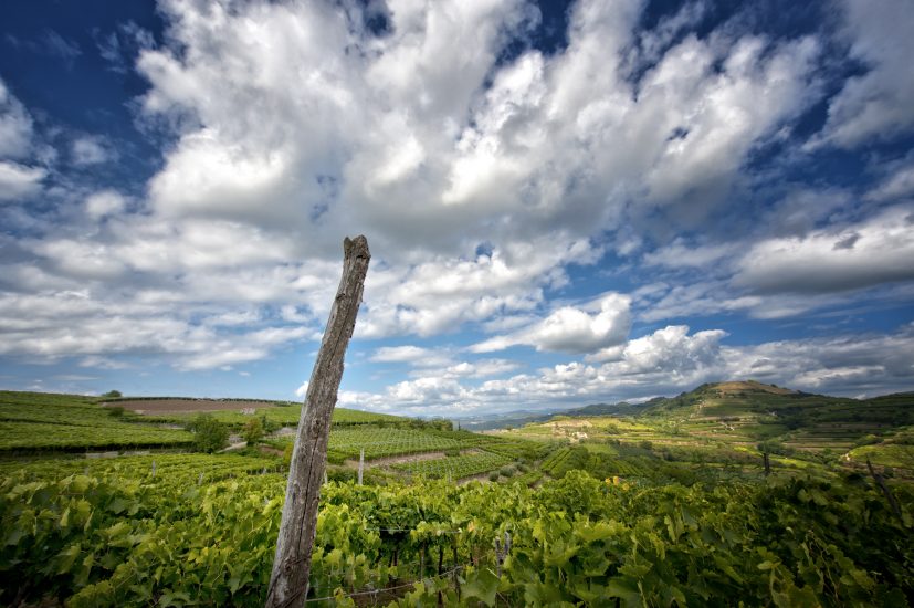 Il Soave riparte dai suoi Cru