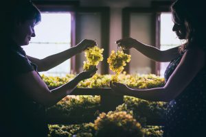 Assicurazioni in agricoltura, tiene il mercato. L’uva da vino la coltura più assicurata in valore