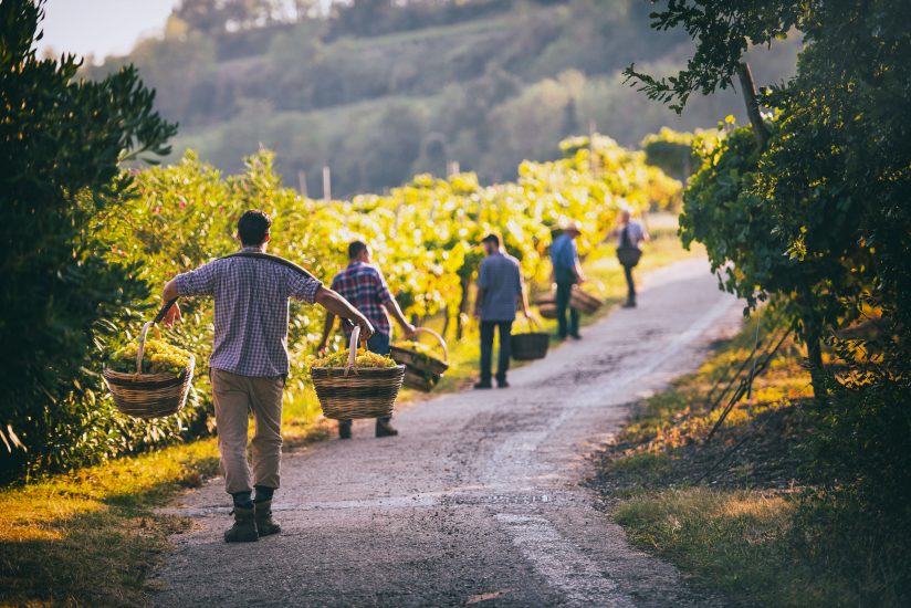 La vendemmia tra i vigneti del Soave