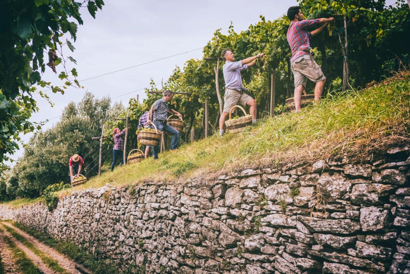 I vigneti del Soave che poggiano sulle margone
