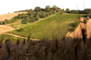 Scrivi Marche e leggi Verdicchio