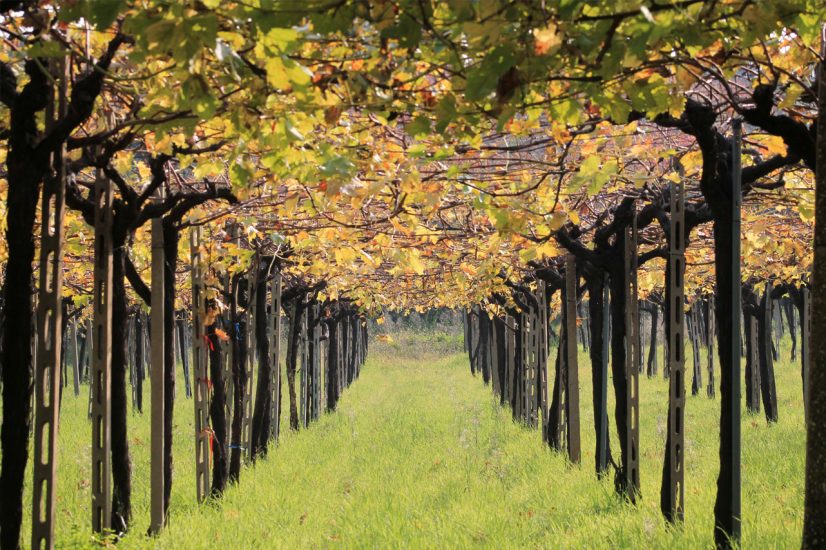 I vigneti di Cantine Tollo in Abruzzo