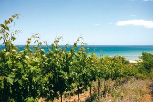 Cantina Tollo, un viaggio enoico di 60 anni e festeggiato nel segno dell’arte