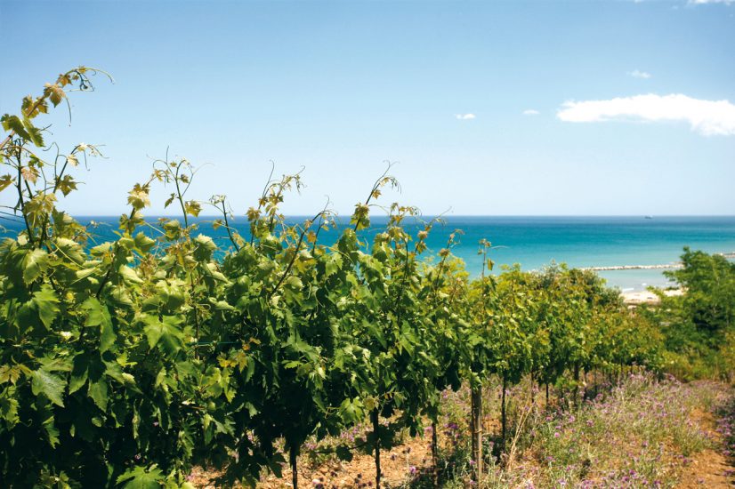 I vigneti di Cantine Tollo in Abruzzo