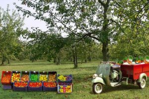 Gli italiani riscoprono il made in Italy, e la spesa la fanno sempre più dal produttore