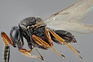 Contro la cimice asiatica che divora frutta e ortaggi arriva la vespa samurai