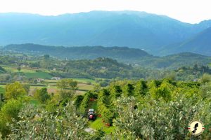 Il Pinot Grigio delle Venezie regge l’urto del Covid, è stabile sui mercati e guarda al futuro