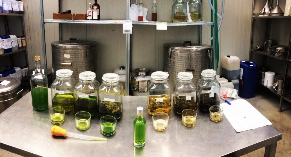 La produzione del liquore ai fiori di Canapa