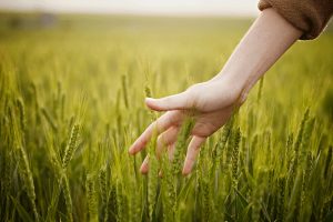Sostenere le attivit&agrave; agricole sostenibili per favorire i territori: il progetto Confagricoltura
