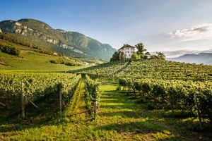 From Sangiovese to Bellone, all the biodiversity of Italian native grape varieties