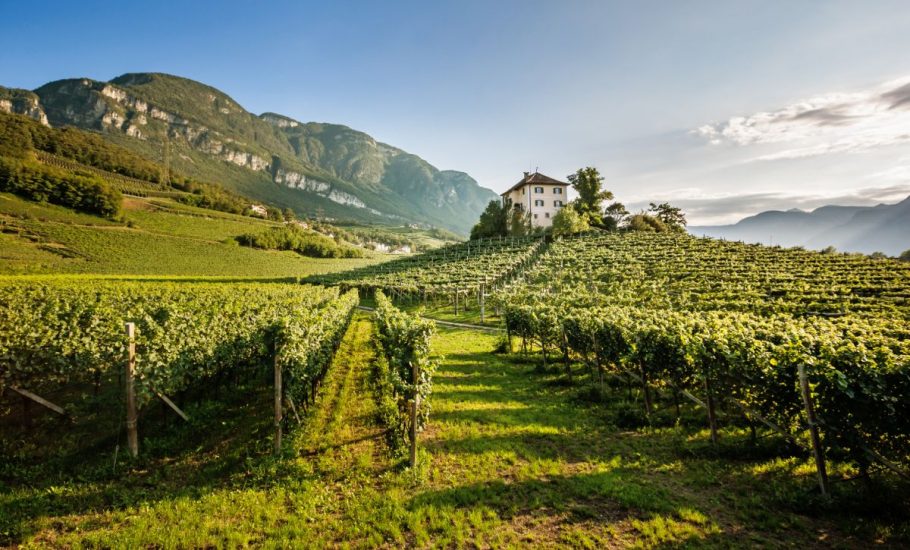 Vigneti del Consorzio Alto Adige (Menzione Speciale Premio Gavi)