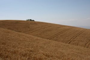 Nasce Cai - Consorzi Agrari d&rsquo;Italia, polo agricolo italiano per sementi ed agrofarmaci