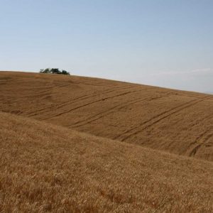 Frode sui fondi Pac in Sicilia, con un danno stimato di oltre 1,4 milioni di euro