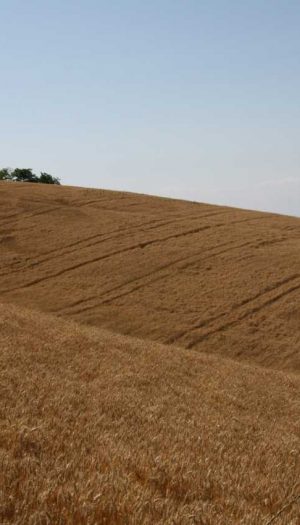 Frode sui fondi Pac in Sicilia, con un danno stimato di oltre 1,4 milioni di euro