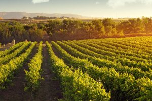 Sardegna, il Cannonau rischia di finire nelle etichette dei vini prodotti fuori dall’isola