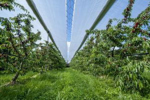 Consorzo di Tutela, Ciliegia di Vignola Igp