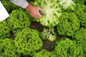 Consorzio di Tutela, Insalata di Lusia