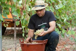 It’s already harvest time 2020: Settesoli starts in Sicily