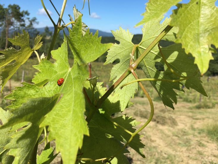 Oggi sono tutti bio i vigneti fondati da monaci Cistercensi e oggi di Nenni