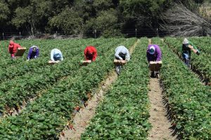 Agricoltura, in Italia arrivano 50.000 lavoratori extracomunitari Agricoltura, in Italia arrivano 50.000 lavoratori extracomunitari