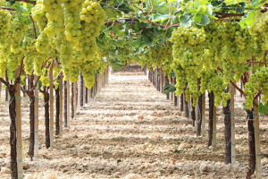 Uva da tavola, la concorrenza egiziana (con l&rsquo;intermediazione dell&rsquo;Olanda) preoccupa l&rsquo;Italia