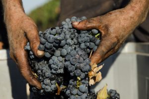 Il futuro passa dal “vino buono, pulito e giusto”, con il Manifesto firmato Slow Food